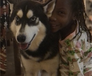 Father of the Cane Corso-Siberian Husky Mix puppies born on 12/14/2025