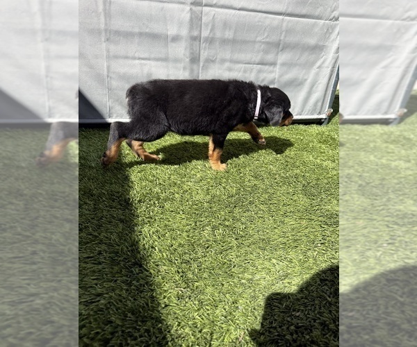 Medium Photo #15 Rottweiler Puppy For Sale in SAN JOSE, CA, USA