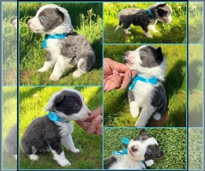 Border Collie Puppy for sale in NEWPORT BEACH, CA, USA