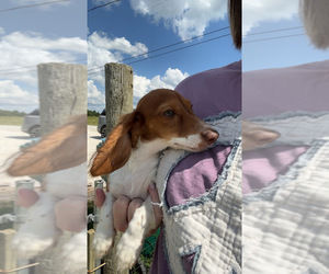Dachshund Puppy for sale in HILLSBORO, KY, USA