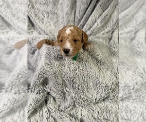 Goldendoodle (Miniature) Litter for sale in ATHENS, GA, USA