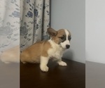 Small Photo #34 Pembroke Welsh Corgi Puppy For Sale in DURHAM, CT, USA