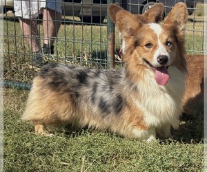 Father of the American Corgi puppies born on 12/21/2025