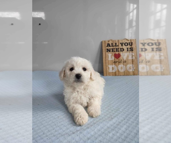 Medium Photo #2 Bichon Frise Puppy For Sale in MOUNT PLEASANT, MI, USA