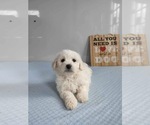 Small Photo #2 Bichon Frise Puppy For Sale in MOUNT PLEASANT, MI, USA