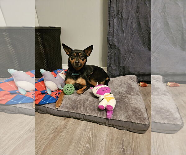 Medium Photo #1 Doxie-Pin Puppy For Sale in Fenton, MO, USA
