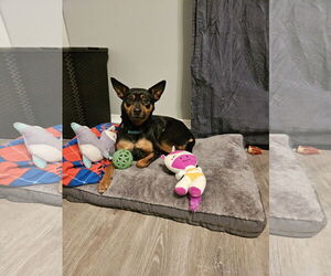 Doxie-Pin Dogs for adoption in Fenton, MO, USA