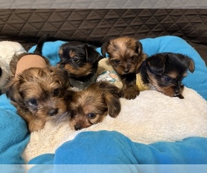 Yorkshire Terrier Litter for sale in ORLANDO, FL, USA