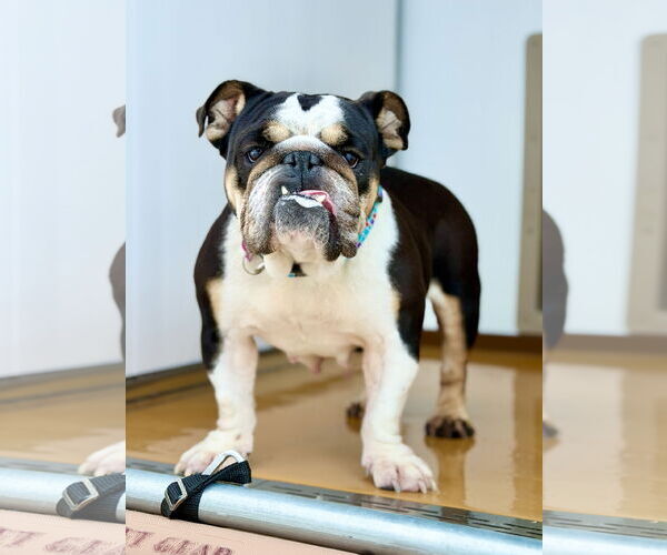 Medium Photo #3 Bulldog-Unknown Mix Puppy For Sale in West Cornwall, CT, USA