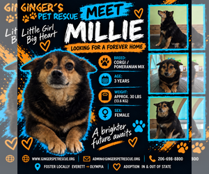 Pomeranian-Unknown Mix Dogs for adoption in Seattle, WA, USA