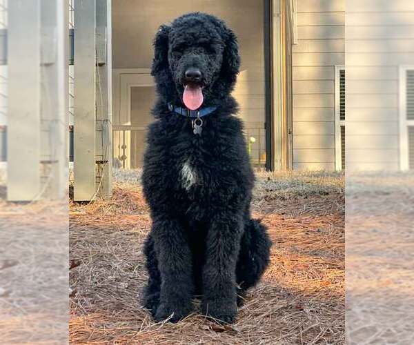 Medium Photo #4 Poodle (Standard) Puppy For Sale in Kennesaw, GA, USA