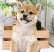 Small Photo #3 Shiba Inu Puppy For Sale in LOS ANGELES, CA, USA