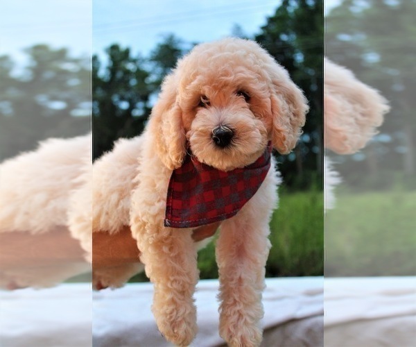 Medium Photo #41 Goldendoodle Puppy For Sale in TIMBERLAKE, NC, USA