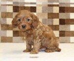 Small #3 Cavapoo (Miniature)