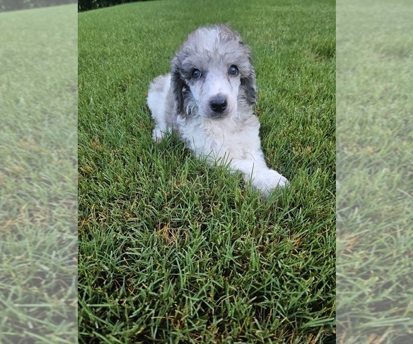 Medium Photo #1 Poodle (Standard) Puppy For Sale in INDIAN LAND, SC, USA