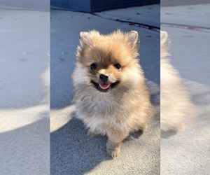 Pomeranian Puppy for sale in FRANKLIN, IN, USA