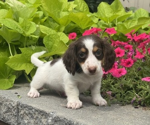Dachshund Puppy for sale in CANOGA, NY, USA