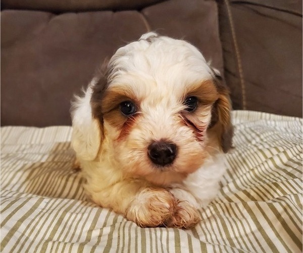 Medium Photo #24 Bernedoodle (Miniature) Puppy For Sale in LEETONIA, OH, USA