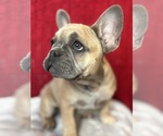 Small French Bulldog