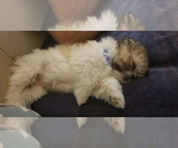 Medium Photo #3 Shih Tzu Puppy For Sale in FORT MYERS, FL, USA