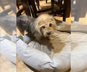Cairn Terrier-Unknown Mix Dogs for adoption in Conroe, TX, USA