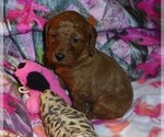 Small #6 Poodle (Standard)