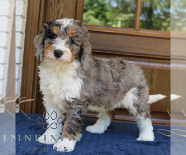 Medium Photo #3 Bernedoodle (Miniature) Puppy For Sale in NARVON, PA, USA