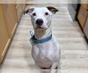 Lab-Pointer Dogs for adoption in Tallahassee, FL, USA