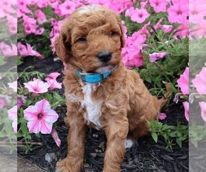 Poodle (Miniature) Puppy for sale in GREENVILLE, PA, USA