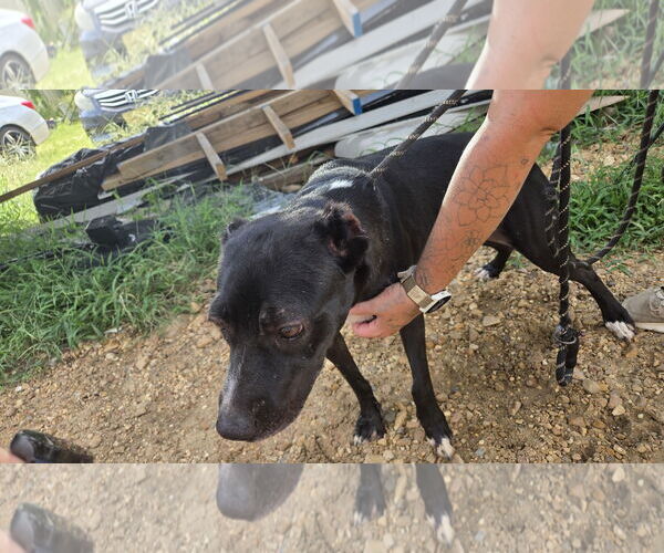 Medium Photo #3 Mutt Puppy For Sale in Jackson, MS, USA