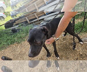 Miracle - Female Mutt Dog for Adoption - Photo #3