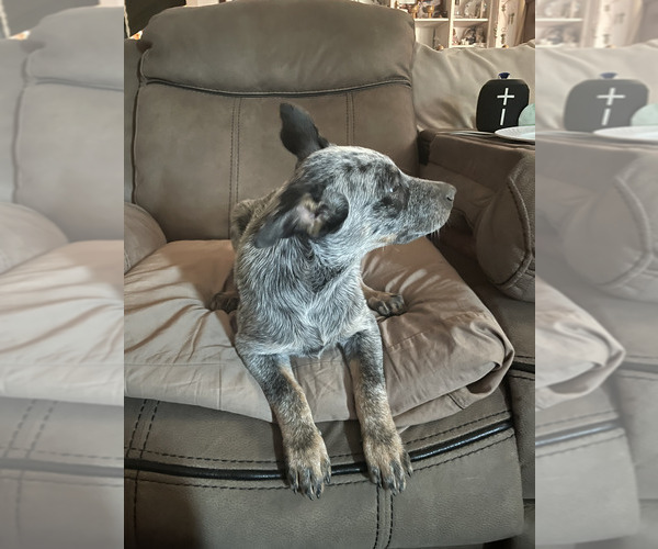 Medium Photo #2 Australian Cattle Dog Puppy For Sale in RIVERSIDE, CA, USA