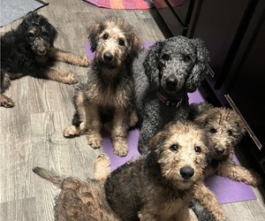 Airedoodle Puppy for Sale in AUSTIN, Texas USA