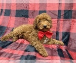 Small Poodle (Miniature)