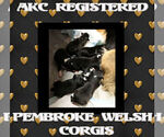 Small #8 Pembroke Welsh Corgi