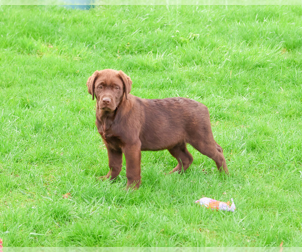 Medium Photo #3 Labrador Retriever Puppy For Sale in SYRACUSE, IN, USA