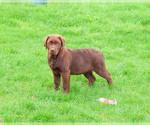 Small #2 Labrador Retriever