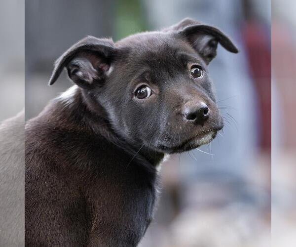 Medium Photo #3 Labrador Retriever-Unknown Mix Puppy For Sale in San Diego, CA, USA