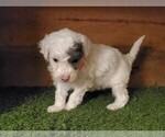 Small Photo #11 Poodle (Miniature) Puppy For Sale in FILLMORE, UT, USA