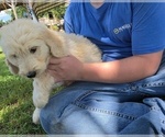 Small #2 Goldendoodle