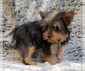 Yorkshire Terrier Puppy for sale in MYRTLE CREEK, OR, USA