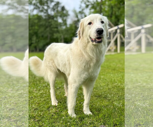 Medium Photo #8 Great Pyrenees-Unknown Mix Puppy For Sale in Houston, TX, USA