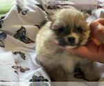 Small Photo #1 Pomsky Puppy For Sale in HAMDEN, CT, USA