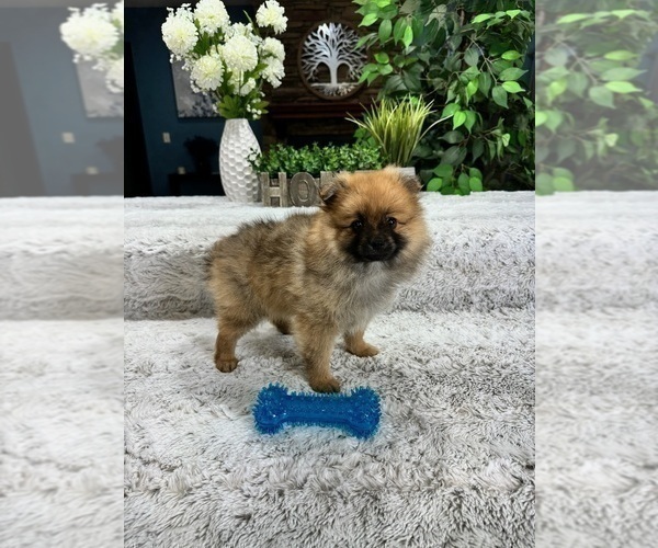 Medium Photo #5 Pomeranian Puppy For Sale in GREENFIELD, IN, USA