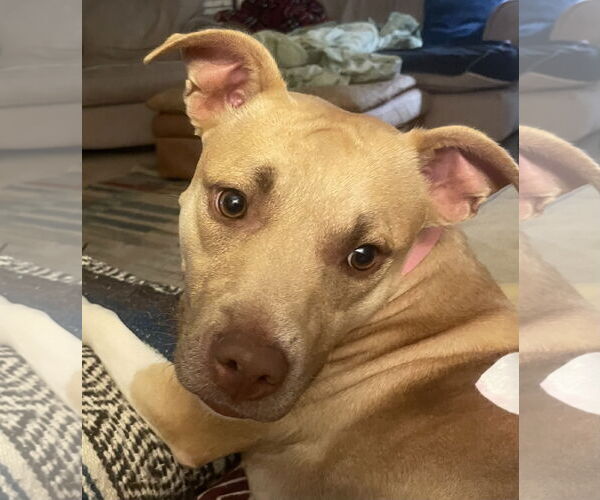 Medium Photo #2 Labrador Retriever-Unknown Mix Puppy For Sale in Atlanta, GA, USA