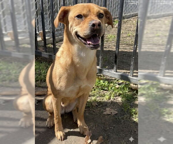 Medium Photo #2 Puggle Puppy For Sale in Riverside, CA, USA