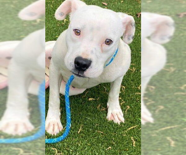 Medium Photo #6 American Staffordshire Terrier-Unknown Mix Puppy For Sale in Raleigh, NC, USA