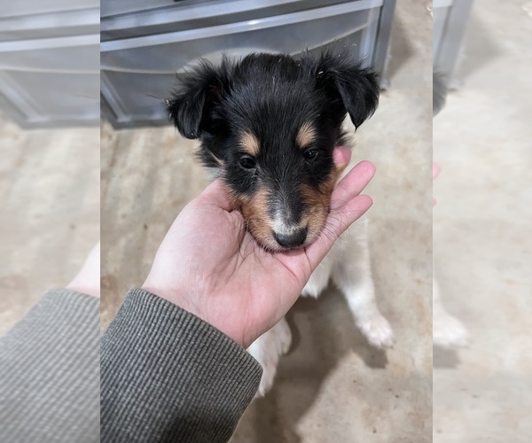 Medium Photo #1 Collie Puppy For Sale in WEST JEFFERSON, NC, USA