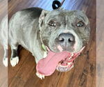Small Photo #1  Puppy For Sale in , 