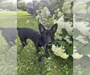 Pembroke Welsh Corgi-Unknown Mix Dogs for adoption in Middlesex, VT, USA
